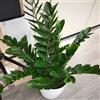 Generic Semi di piume portafortuna, Zamioculcas zamiifolia, serre balcone ufficio decorative balcone arredamento del soggiorno semi di prodotti sostenibili verdi interno d'appartamento facili curare 120pcs