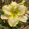 Generic semi di hemerocallis, decorazioni da giardino per esterni in vaso da balcone all'aperto interno appartamento esotiche recisi arredamento del 40pcs