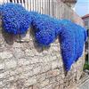 Generico 30.000 semi Timo blu strisciante, varietà perenne senza OGM, si diffonde lentamente come un tappeto blu naturale a causa della sua natura strisciante.
