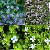 Generic Semi di bacopa resistenti per interni primavera balcone con letti alti semi prato giardino 25pcs