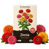 Grounding - Semi di Zinnia Elegans "Zinnita Mix", 350+ semi - Fiori globosi compatti (circa 20 cm) multicolore per vasi, cassette e aiuole - Qualità Europea