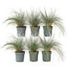 Plant in a Box - Festuca - Set di 6 - Festuca blu - Erba ornamentale - Vaso 9cm - Altezza 10-15cm