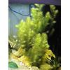 AquaPlants Hornwort - Ceratophyllum Demersum - Live Aquarium Plant