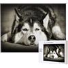 EgoMed Husky siberiano,Puzzle in legno da 500 pezzi, gioco di famiglia, puzzle per adulti e adolescenti, decorazioni per la casa