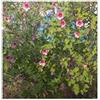 Seeds & Plants Shop by Ipsa Seeds Plants Shop ID1103 - 10 piante da giardino Anisodontea