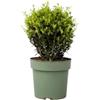 Plant in a Box - Ilex crenata - Forma sferica 'Agrifoglio giapponese' - Sostituto del bosso - Pianta da giardino - ⌀17 cm - Altezza 30-40 cm