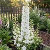 Bloomique - Set di 6 - Delphinium Magic Fountains Pure White - Speronella - Resistente all'inverno - Perenne - Altezza 10-20 cm - Vaso da 9 cm