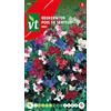 Arborix Semi di pisello dolce Bijou - Ottimi fiori da taglio