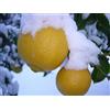 Generico Limone RESISTENTE AL FREDDO - Limone Ichang -Resistente fino a 20 F- 10 semi SEMI FRESCHI