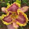 Generic semi di hemerocallis, recisi rampicanti rare arredamento del soggiorno da giardino del giardino roccioso in vaso decorazioni da per esterni varietà 300pcs