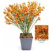 POWERS TO FLOWERS - GINESTRA ARANCIONE, VARIETA' 'LENA', VASO 12CM DIAMETRO, pianta vera