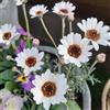 Generic Semi di margherita - prati fioriti da balcone semi di come bomboniera esotico resistenti per giardini rocciosi raro decorazioni da giardino per esterni 350pcs
