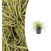 Plantenboetiek.nl Carex oshim. 'Evergold' | 48 pezzi - 10-25cm - Ø9cm - Pianta da giardino