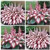 Generico 200 Hosta, Interno ed Esterno, Aspetto Elegante, Tocco Naturale e Presenza Fresca per i Tuoi Spazi