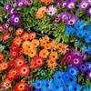 Generic delosperma semi di giardino di semi balcone decorazioni giardino 500pcs
