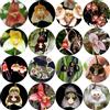 Generic semi di orchidea scimmia, dracula simia, aiuola, esotiche resistenti di orchidea faccia di scimmia di orchidea da giardino, 100pcs