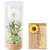 QINGZY Dente di Leone Fiore Eterno in Vetro Decorativo Regalo in Vetro