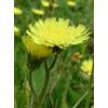 HERBOPLANET Srl TSA HIERACIUM PILOSELLA 50 ML