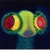Osees SORCS 80 (Vinyl LP) 12" Album