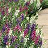 Generic Angelonia (Angelonia angustifolia Serenita Mix) 10 pellettato seme