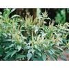 SVI Ocimum gratissimum | Dell'Africa occidentale selvaggio Clove Basilico | 50_Seeds