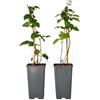 Plant in a Box - Rubus fruticosus 'Thornfree' - Set di 2 - Mora - Mora senza spine - Piante da frutto - Arbusto - ⌀15 cm - Altezza 50-60 cm