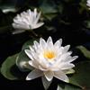 Generico Ninfea 'Perry's Double White' - Pianta Acquatica Rustica a Radice Nuda Fiore Bianco Puro Doppio - Per Laghetti e Vasche da Giardino - Fioritura Estiva - Coltivata in Italia