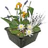 vdvelde.com vdvelde - Set Mini Piante per Laghetto Bianco - Mini Laghetto Set Completo con 4 Piante Acquatiche incl. Ninfea - Cestello, Substrato & Fertilizzante - Per Piccoli Laghetti & Vasche