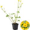 Bloomique - Caltha Palustris - Calta Palustre - Pianta da Stagno - Resistente al Freddo - Alta 15-25 cm - Vaso 9 cm