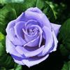 Vivaio Garden Forest Rosa Blue Monday - Rosa a Cespuglio Rifiorente, Fiori Color Lavanda Blu Profumati, Pianta Ornamentale da Giardino