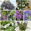 Generic semi di arbusto duranta erecta - balcone giardino esotiche resistenti primaverili, resistenti per aiuole rialzate, 60pcs