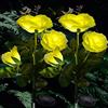 XRR Lampada Solare da Esterno,2 Pezzi luci solari del fiore della 6 rosa, Impermeabile Luci Esterno Energia Solare Fiori Artificiali Da Led illuminazione per esterni Giardino Cortile Natale(giallo)