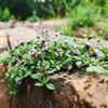 Generic Semi di Phyla nodiflora, rare Semi di da tappeto, prodotti sostenibili giardino aromatiche regali per gli amanti del giardino selvatici da 100pcs