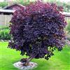 GardenersDream Cotinus coggygria Royal Purple (Albero della Nebbia Porpora Reale) Arbusto da Giardino da Esterno a Foglia Caduca Resistente in Vaso - Ideale per Aiuole, Bordure e altro