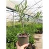 Vivaio di Castelletto Ulivo olivo Olea europea Cipressino pianta in vaso ø12 cm biodegradabile Vivaio di Castelletto