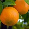 Generico ARANCE COLTIVATE IN AGRO ROCCA IMPERIALE BUCCIA EDIBILE (ARANCE DI ROCCA IMPERIALE (Ogni 4 KG))