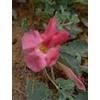 Tsa harpagophytum 50 ml - - 900119381