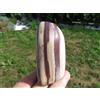 Minerali *** ZEBRA STONE Western Australia