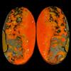 Gemstonedesire 42,40Cts.100%Natural Bumble Bee Eclipse Jasper ovale 14x25x6mm coppia gemme t...