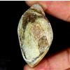 Gemstonedesire 189.10Cts .100%Natural Designer Fossil Snail Druzy Agate Fancy 30x55x23mm Gems
