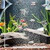 Hainue Barra di bolle per acquario, kit di pietre d'aria per acquario, pietra di bolle d'aria nano piccole, diffusore di ossigeno disciolto super alto, per acquari d'acqua dolce e di acqua salata (30 cm)