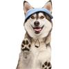 BASVII Cappello da Baseball per Cani in Morbido Velluto a Coste, Dimensioni regolabili, Come Abbigliamento per Cani da Compagnia, per la Decorazione e la Protezione Solare (XL, Blu)