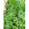 SVI 100 semi - Cilantro- cinese prezzemolo