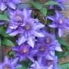 GardenersDream 1 pianta rampicante resistente in vaso, con grandi fiori viola-blu di clematide.