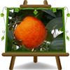 EURO PLANTS VIVAI Agrumi Arancio Sanguinello pianta da frutto su vaso su vaso 22 cm Altezza 60-80 cm