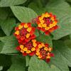 Generic lantana - in vaso (Lantana camara) in vaso resistenti, adatte al pieno sole d'appartamento esotiche balcone rare rampicanti serra interna 400semi