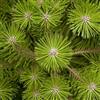 Generic Giapponese semi rossi Pino (Pinus densiflora) 25 + Semi