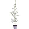 eGarden.store Pianta di Abete Rosso o Picea Abies diverse grandezze conifera ornamentale da esterno albero resistente pianta vera venduta da eGarden.store (Vaso 9 cm)