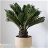 Generic Semi resistenti di felce palmata, biologici Semi di Cycas revoluta, da balcone acquistare resistenti 5pcs