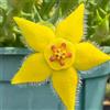 Generic stapelia - d'appartamento sempreverdi stapeliasamen decorazione rara giardino autunnali, resistenti, Mix di grasse per verdi giardino, 45semi